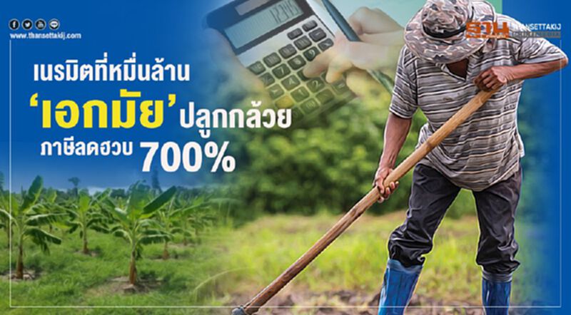 เนรมิตที่หมื่นล้าน‘เอกมัย’ ปลูกกล้วย ภาษีลดฮวบ 700% เนรมิตที่หมื่นล้าน‘เอกมัย’ ปลูกกล้วย ภาษีลดฮวบ 700%