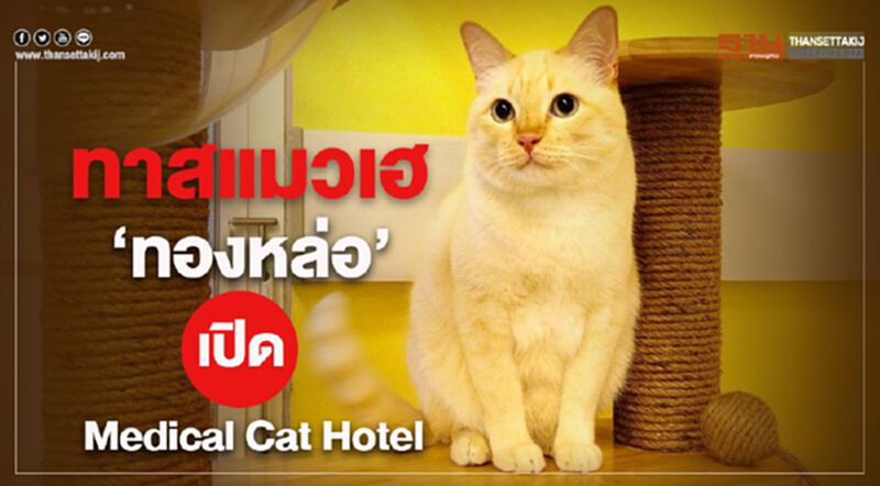 ทาสแมวเฮ ทองหล่อเปิด “Medical Cat Hotel” ทาสแมวเฮ ทองหล่อเปิด “Medical Cat Hotel”