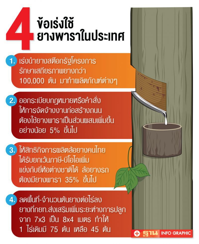 ตรังปลุก‘โค่นยางปลูกปาล์ม’