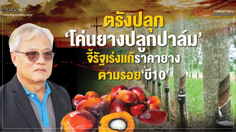 ตรังปลุก‘โค่นยางปลูกปาล์ม’ ตรังปลุก‘โค่นยางปลูกปาล์ม’