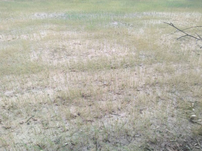 งดจ่ายเยียวยาชาวนาฝืนทำนาปรังกว่า 3 ล้านไร่