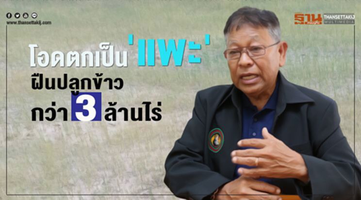 โอดตกเป็น 'แพะ' ฝืนปลูกข้าวกว่า 3 ล้านไร่ โอดตกเป็น 'แพะ' ฝืนปลูกข้าวกว่า 3 ล้านไร่