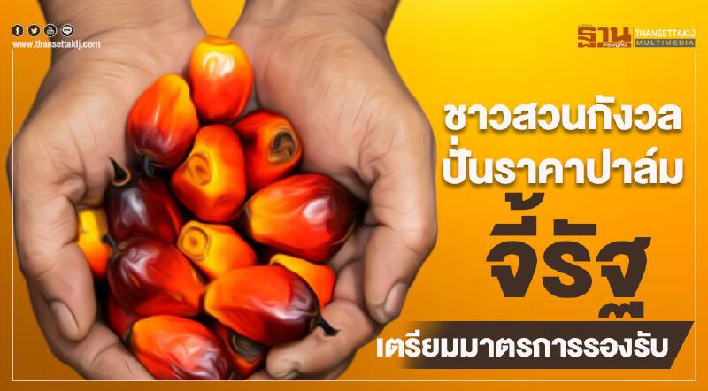  ชาวสวนกังวลปั่นราคาปาล์ม จี้รัฐเตรียมมาตรการรองรับ