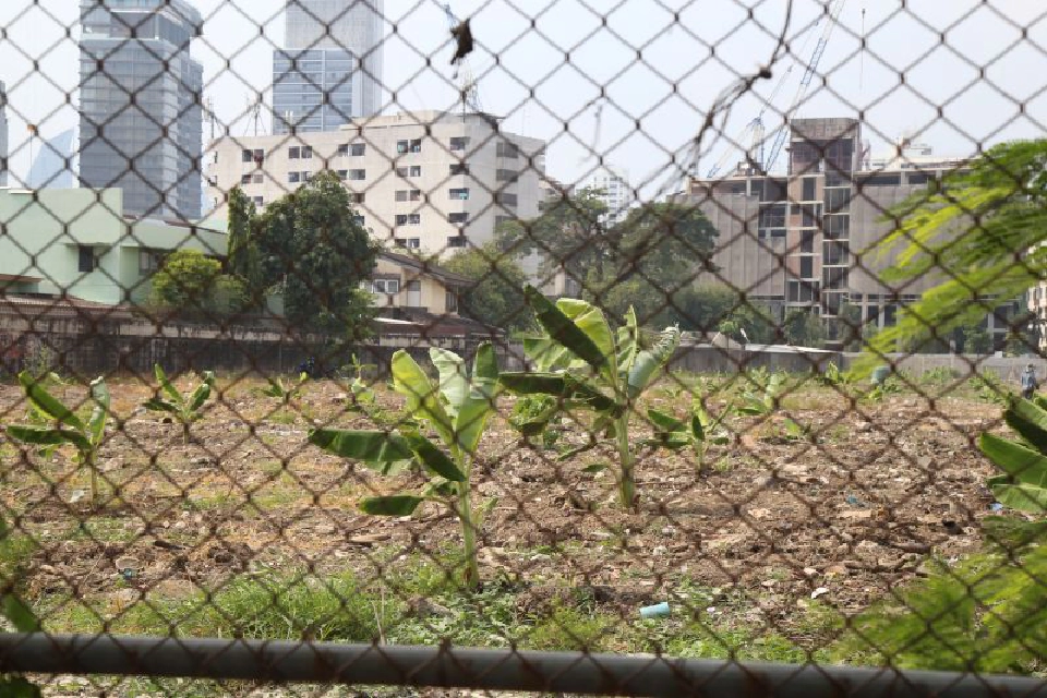 โผล่อีก‘ดงกล้วย’กลางสาทร