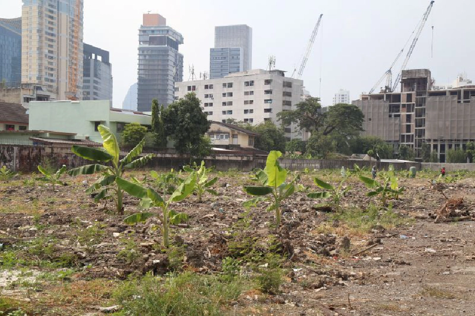 โผล่อีก‘ดงกล้วย’กลางสาทร