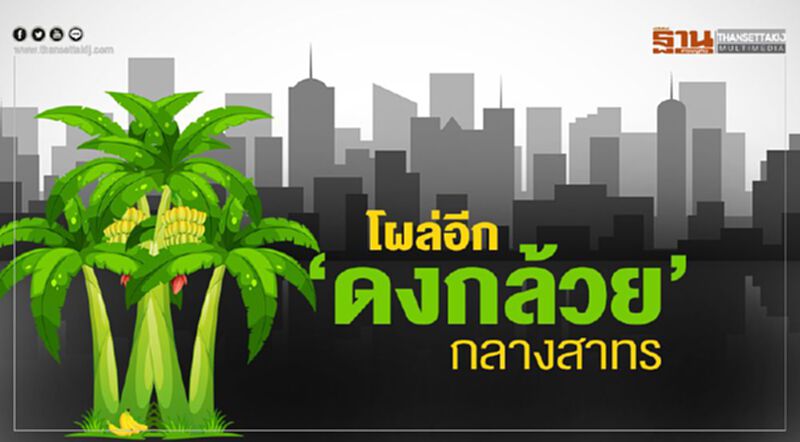 โผล่อีก‘ดงกล้วย’กลางสาทร โผล่อีก‘ดงกล้วย’กลางสาทร