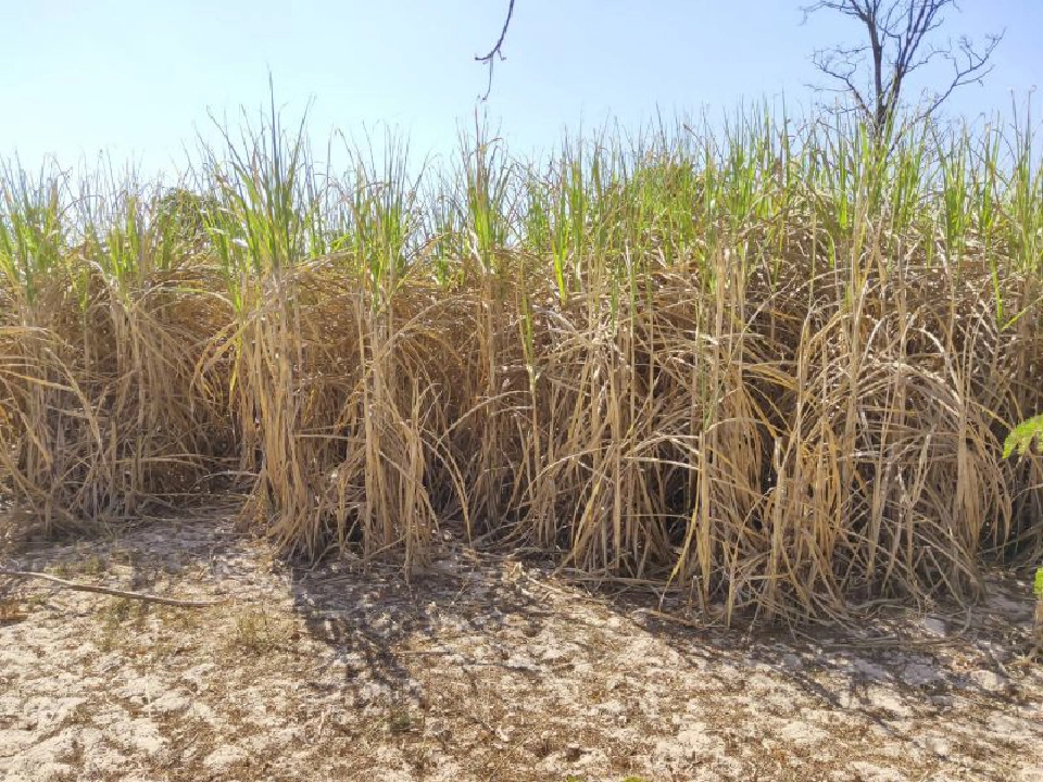  ภัยแล้งลามไร่อ้อย  ชาวไร่ทุกข์หนักปัจจัยลบรุมกระหน่ำ