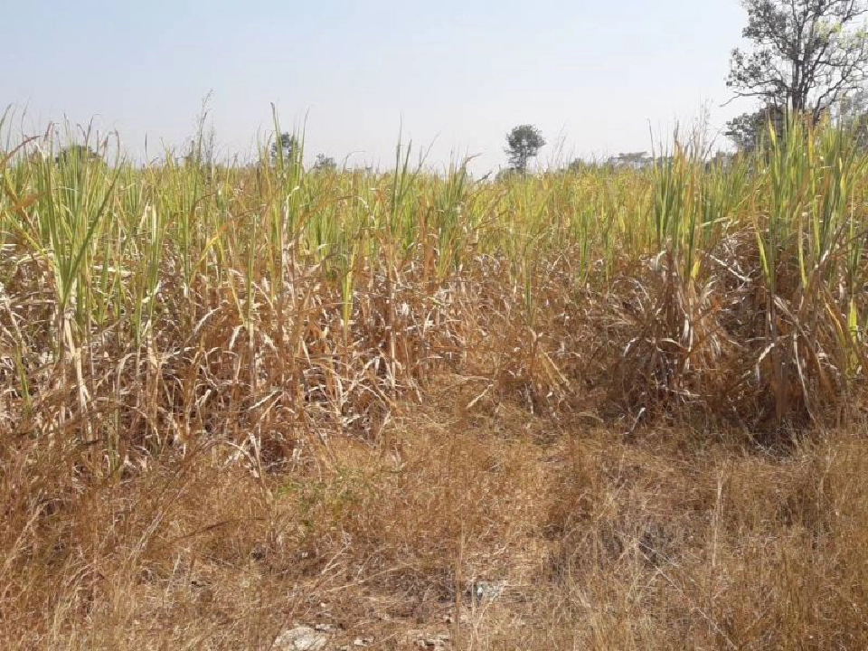  ภัยแล้งลามไร่อ้อย  ชาวไร่ทุกข์หนักปัจจัยลบรุมกระหน่ำ