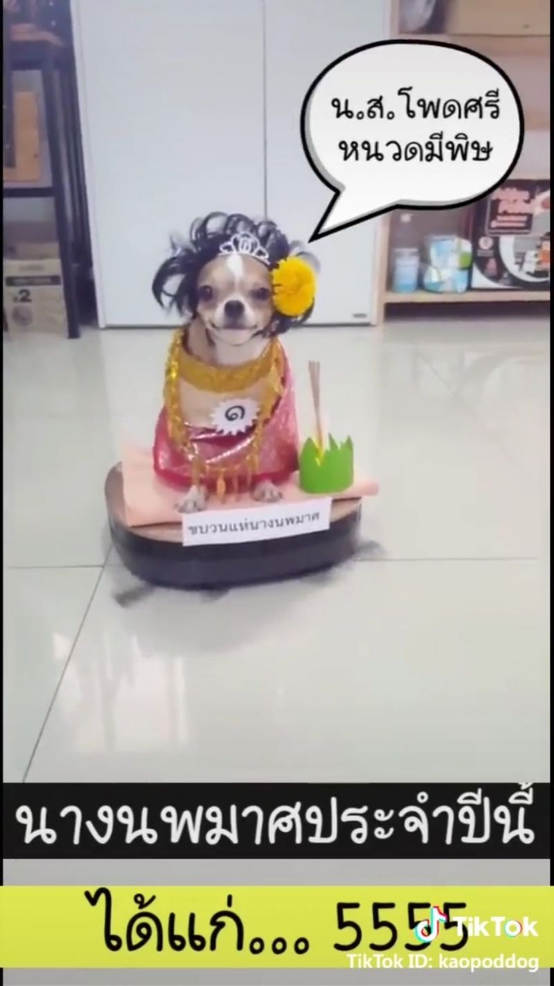 ส่อง 5 คอนเทนท์สุดปังบน TikTok