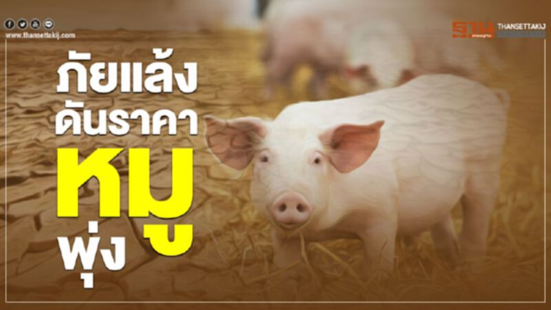ภัยแล้งดันราคาหมูพุ่ง ภัยแล้งดันราคาหมูพุ่ง