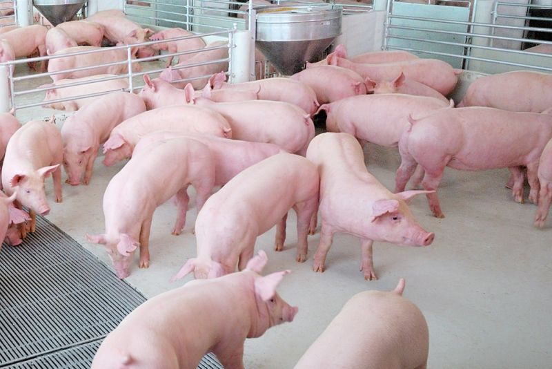 แล้งดันต้นทุนเลี้ยงหมูพุ่ง 300-600 บาทต่อตัว