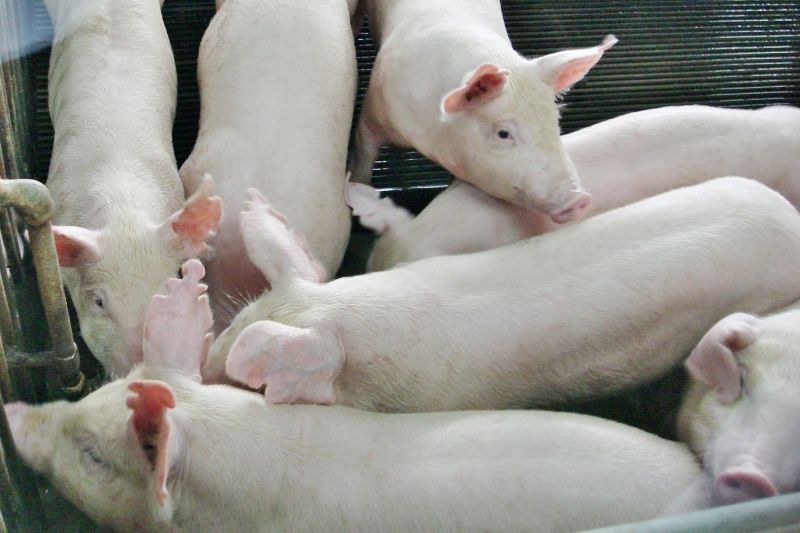 แล้งดันต้นทุนเลี้ยงหมูพุ่ง 300-600 บาทต่อตัว