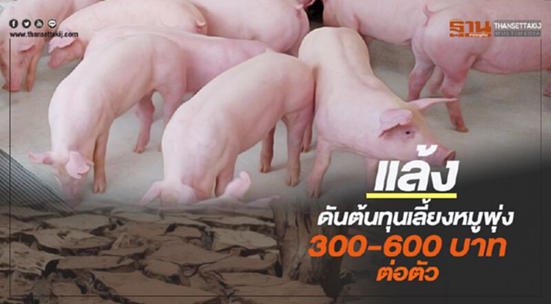 แล้งดันต้นทุนเลี้ยงหมูพุ่ง 300-600 บาทต่อตัว แล้งดันต้นทุนเลี้ยงหมูพุ่ง 300-600 บาทต่อตัว