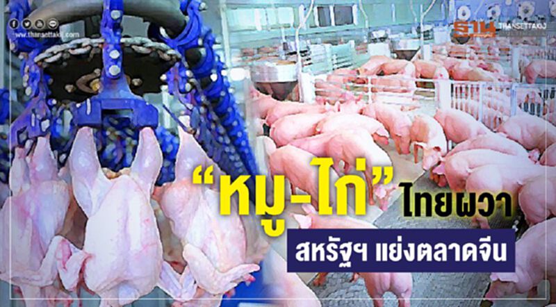 “หมู-ไก่”ไทยผวา สหรัฐฯ แย่งตลาดจีน “หมู-ไก่”ไทยผวา สหรัฐฯ แย่งตลาดจีน