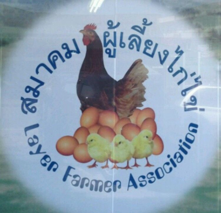 หย่าศึก “ปมนำเข้าแม่ไก่ไข่” หวั่นบานปลาย