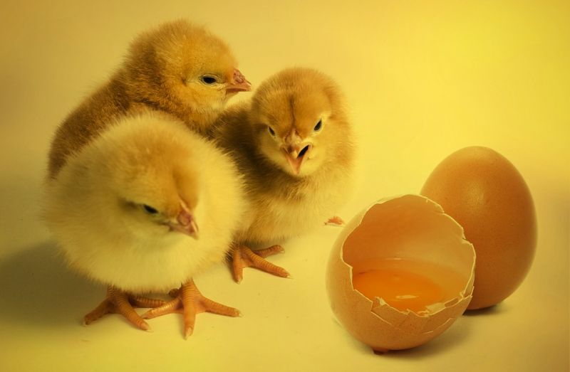 หย่าศึก “ปมนำเข้าแม่ไก่ไข่” หวั่นบานปลาย