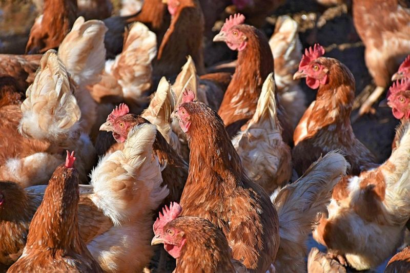 หย่าศึก “ปมนำเข้าแม่ไก่ไข่” หวั่นบานปลาย