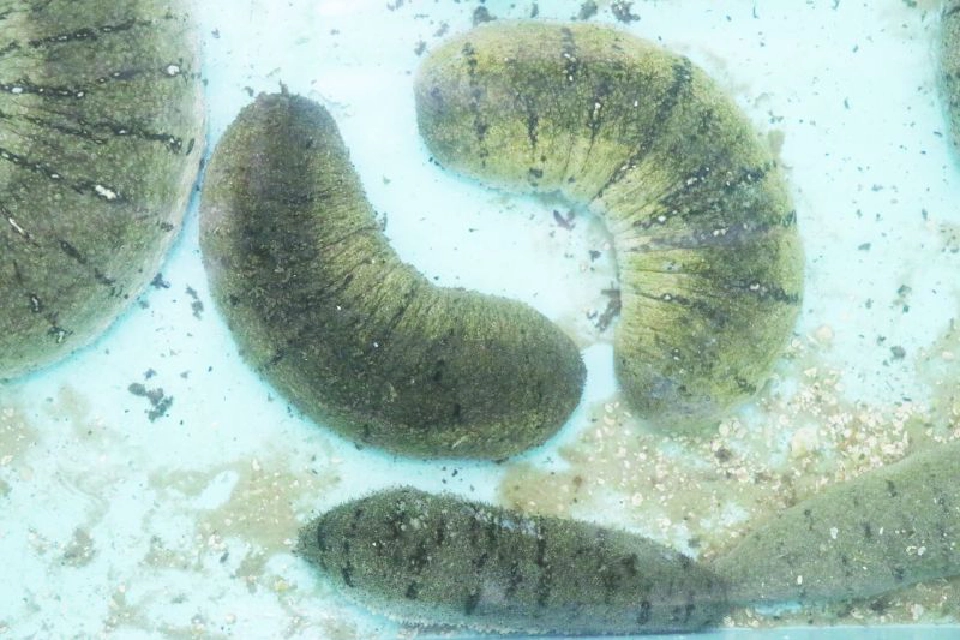 ประชารัฐตรังบูม‘ปลิงขาว’ เพาะพันธุ์-แปรรูปเจาะตลาดจีน 5 หมื่นล้าน