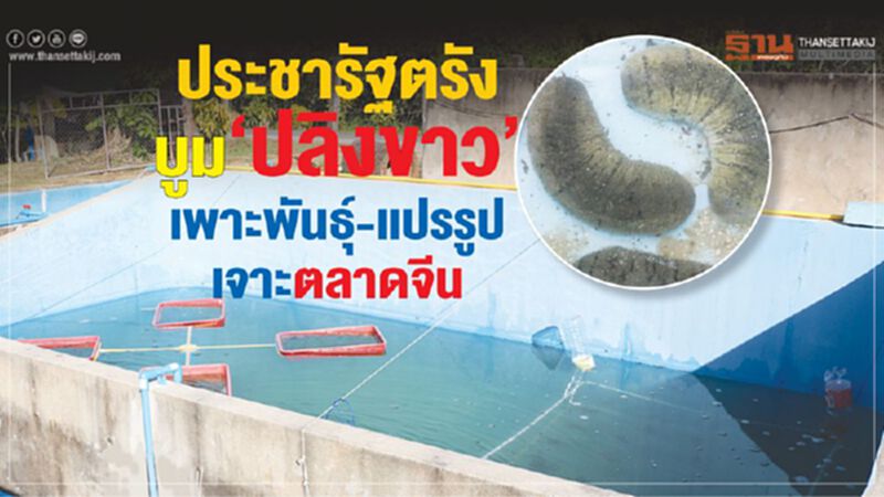 ประชารัฐตรังบูม‘ปลิงขาว’ เพาะพันธุ์-แปรรูปเจาะตลาดจีน 5 หมื่นล้าน ประชารัฐตรังบูม‘ปลิงขาว’ เพาะพันธุ์-แปรรูปเจาะตลาดจีน 5 หมื่นล้าน