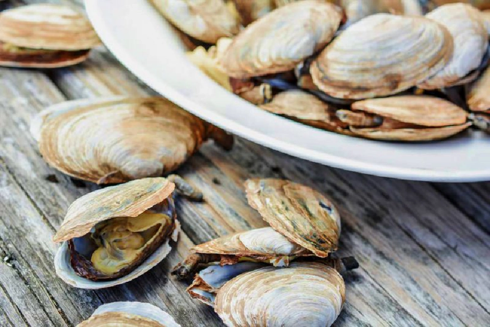 ซุปหอยลาย ชายฝั่งอเมริกัน