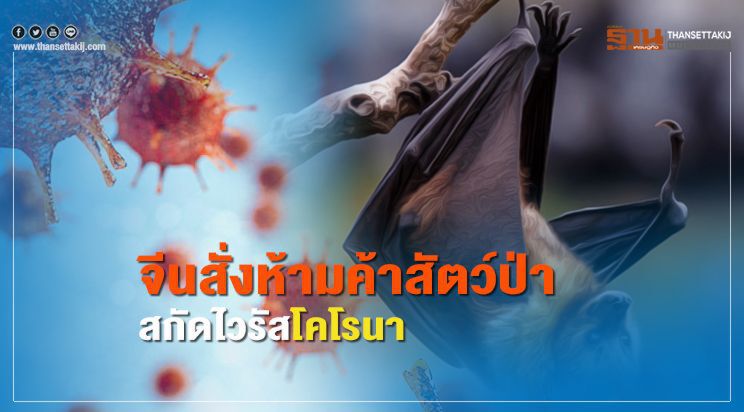 จีนสั่งห้ามค้าสัตว์ป่า สกัดไวรัสโคโรนา