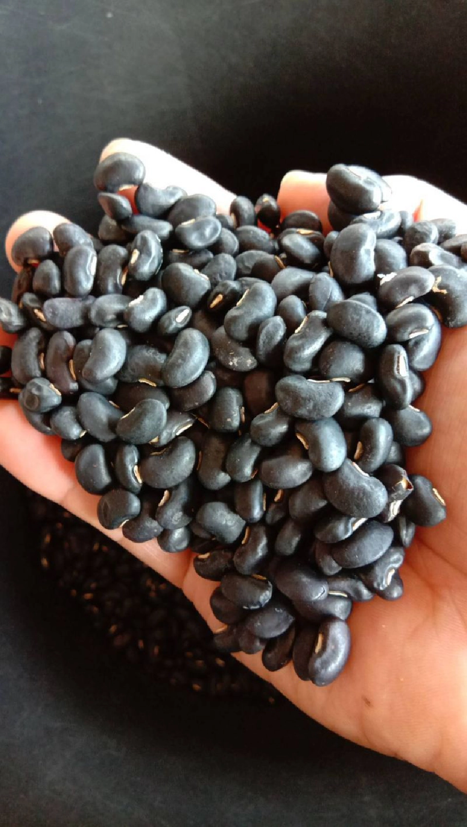 บีน ถั่วแดง‘อะซึกิ’ เทงบขยายกำลังผลิต รองรับออร์เดอร์ต่างประเทศ