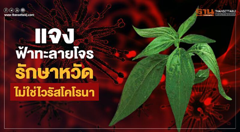 แจง ฟ้าทะลายโจร รักษาหวัด ไม่ใช่ไวรัสโคโรนา แจง ฟ้าทะลายโจร รักษาหวัด ไม่ใช่ไวรัสโคโรนา