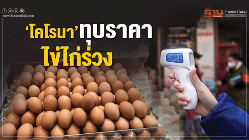 ‘โคโรนา’ ทุบราคาไข่ไก่ร่วง ‘โคโรนา’ ทุบราคาไข่ไก่ร่วง