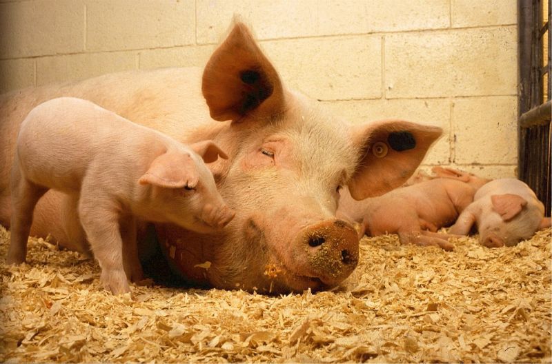 หมูติดร่างแห ‘โคโรนา’พ่นพิษราคาร่วง