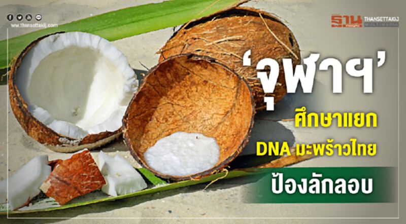 ‘จุฬาฯ’ ศึกษาแยก DNA มะพร้าวไทยป้องลักลอบ ‘จุฬาฯ’ ศึกษาแยก DNA มะพร้าวไทยป้องลักลอบ