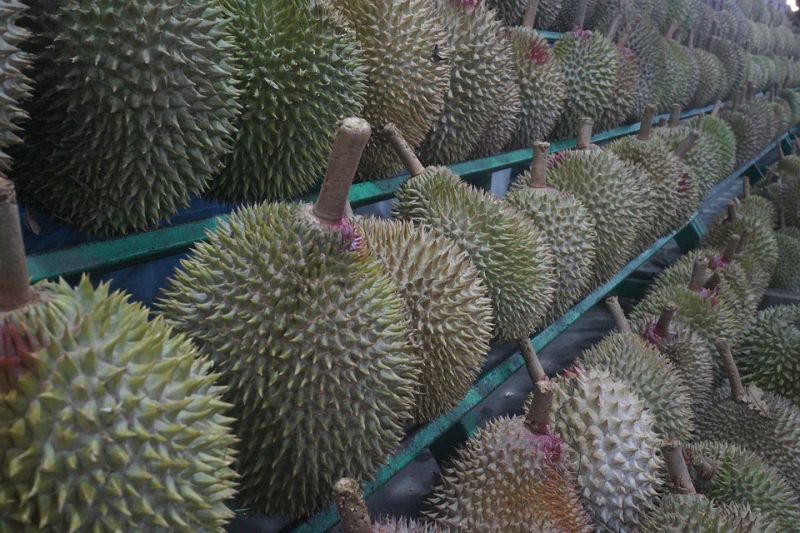 ไวรัสโคโรนาพ่นพิษผวาทุเรียนราคาตก
