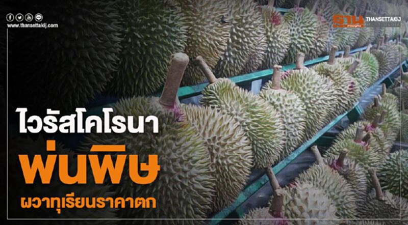 ไวรัสโคโรนาพ่นพิษผวาทุเรียนราคาตก ไวรัสโคโรนาพ่นพิษผวาทุเรียนราคาตก