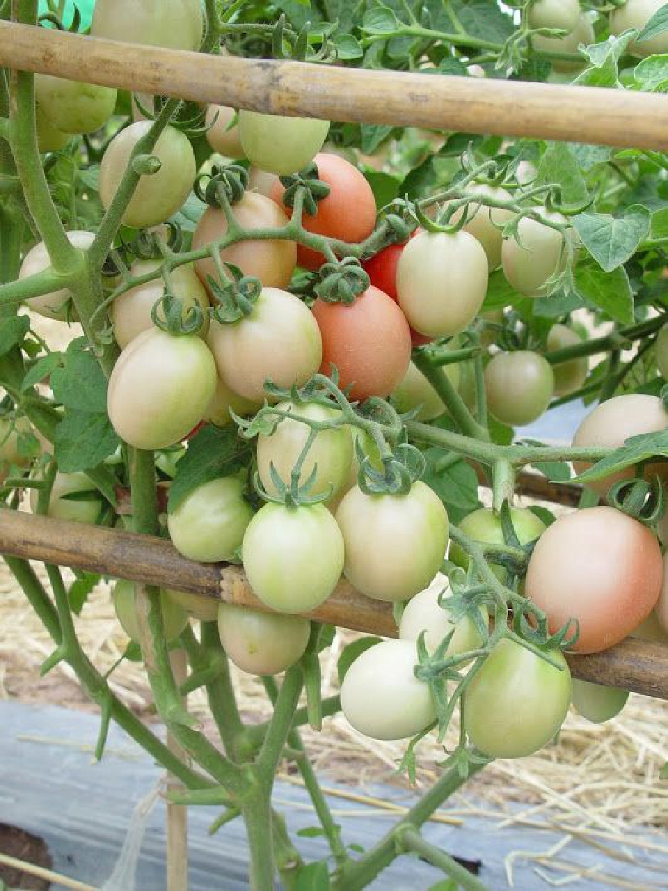 แนะเกษตรกรใช้ชีวภัณฑ์บีเอสปราบโรคเหี่ยวพืช