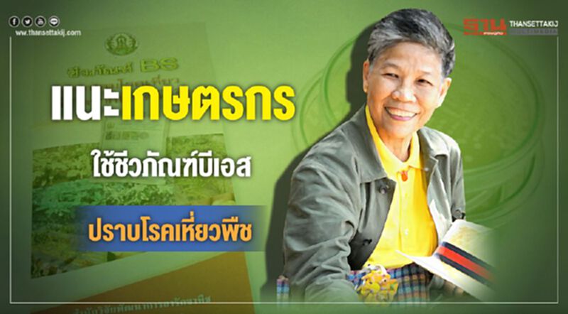 แนะเกษตรกรใช้ชีวภัณฑ์บีเอสปราบโรคเหี่ยวพืช แนะเกษตรกรใช้ชีวภัณฑ์บีเอสปราบโรคเหี่ยวพืช