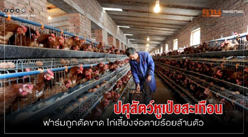 ปศุสัตว์หูเป่ยสะเทือน ฟาร์มถูกตัดขาด ไก่เลี้ยงจ่อตายหลายร้อยล้านตัว ปศุสัตว์หูเป่ยสะเทือน ฟาร์มถูกตัดขาด ไก่เลี้ยงจ่อตายหลายร้อยล้านตัว