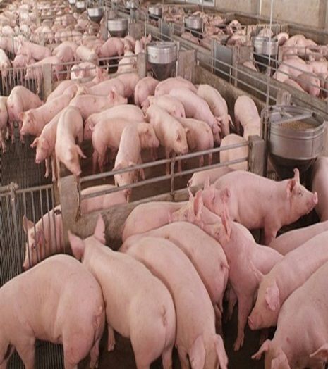 ราคาหมูยังคงอ่อนตัวต่อเนื่อง