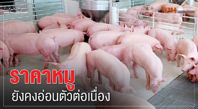 ราคาหมูยังคงอ่อนตัวต่อเนื่อง ราคาหมูยังคงอ่อนตัวต่อเนื่อง