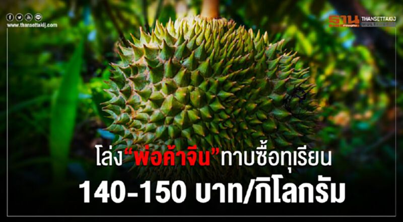 โล่ง “พ่อค้าจีน”ทาบซื้อทุเรียน 140-150 บาท/กิโลกรัม โล่ง “พ่อค้าจีน”ทาบซื้อทุเรียน 140-150 บาท/กิโลกรัม
