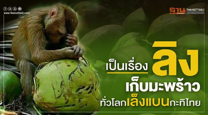 เป็นเรื่อง “ลิงเก็บมะพร้าว”ทั่วโลกเล็งแบนกะทิไทย เป็นเรื่อง “ลิงเก็บมะพร้าว”ทั่วโลกเล็งแบนกะทิไทย