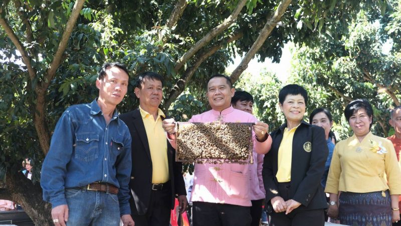 ดันเทคโนโลยีใช้ผึ้งช่วยผสมเกสรเพิ่มผลผลิตลำไย