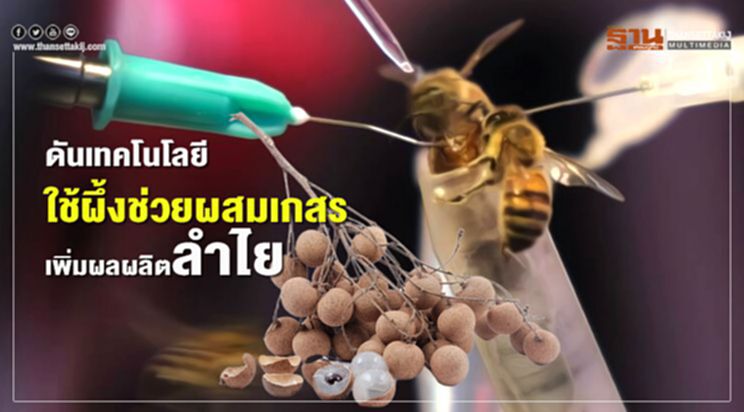 ดันเทคโนโลยีใช้ผึ้งช่วยผสมเกสรเพิ่มผลผลิตลำไย ดันเทคโนโลยีใช้ผึ้งช่วยผสมเกสรเพิ่มผลผลิตลำไย