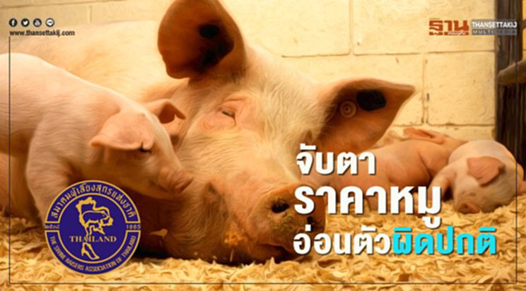 จับตาราคาหมูอ่อนตัวผิดปกติ จับตาราคาหมูอ่อนตัวผิดปกติ