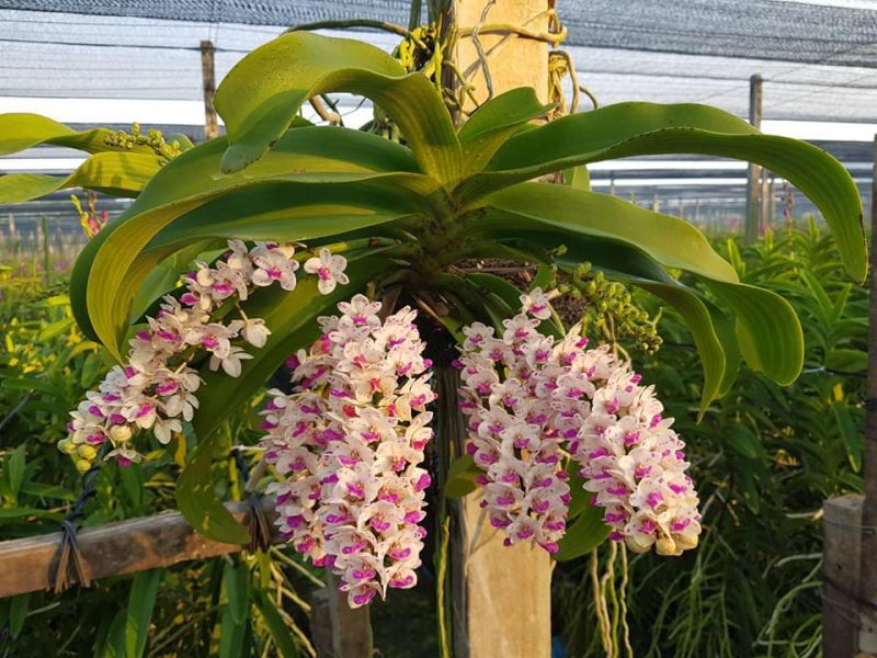 ไวรัสโคโรนาพ่นพิษจีนระงับสั่งซื้อกล้วยไม้