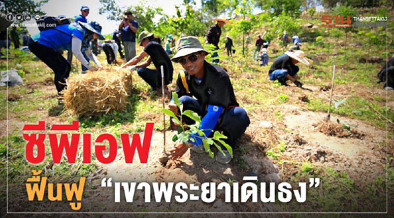ซีพีเอฟฟื้นฟู "เขาพระยาเดินธง" ส่งเสริมชุมชนปลูกผักปลอดสาร ซีพีเอฟฟื้นฟู "เขาพระยาเดินธง" ส่งเสริมชุมชนปลูกผักปลอดสาร