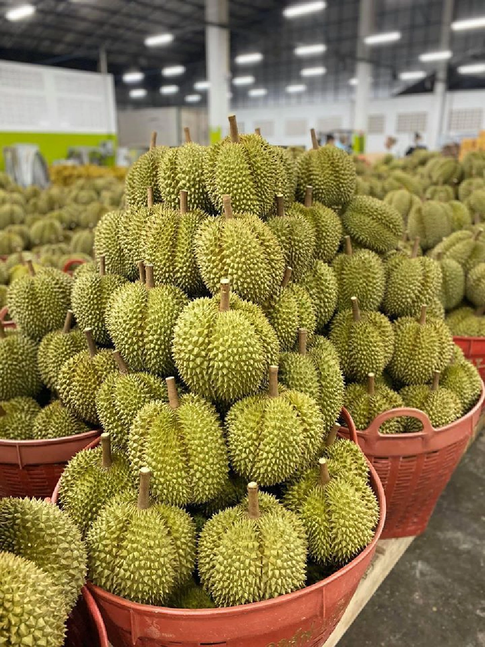 ล้งเปิดศึกแย่งซื้อ “ทุเรียน” ดันราคาพุ่ง