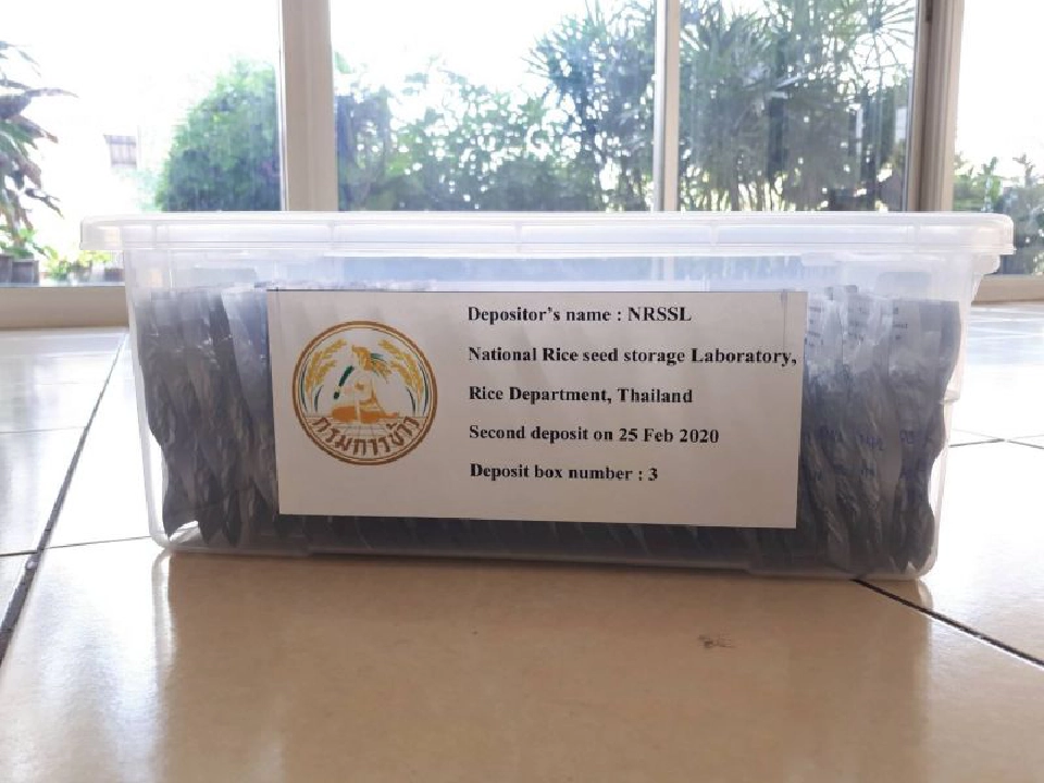 ส่งเมล็ดพันธุ์ข้าวเข้าเก็บธนาคารเมล็ดพันธุ์โลก
