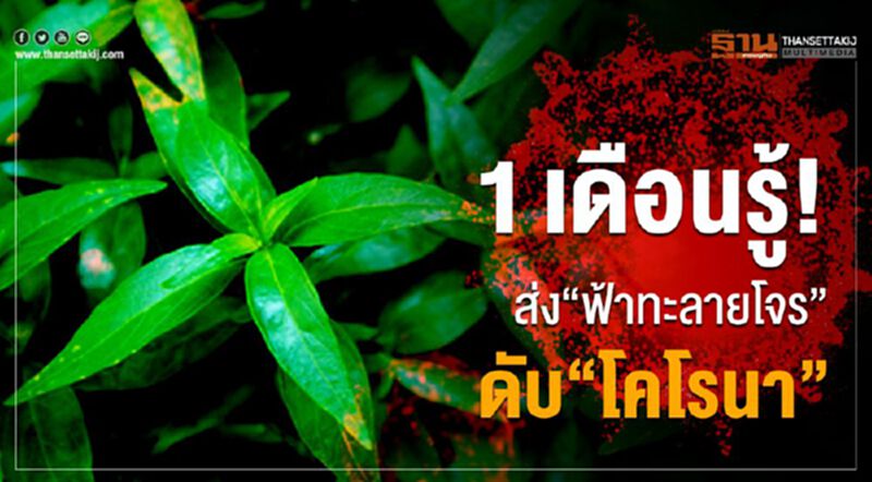 1 เดือนรู้ ส่ง“ฟ้าทะลายโจร”ดับ“โคโรนา” 1 เดือนรู้ ส่ง“ฟ้าทะลายโจร”ดับ“โคโรนา”