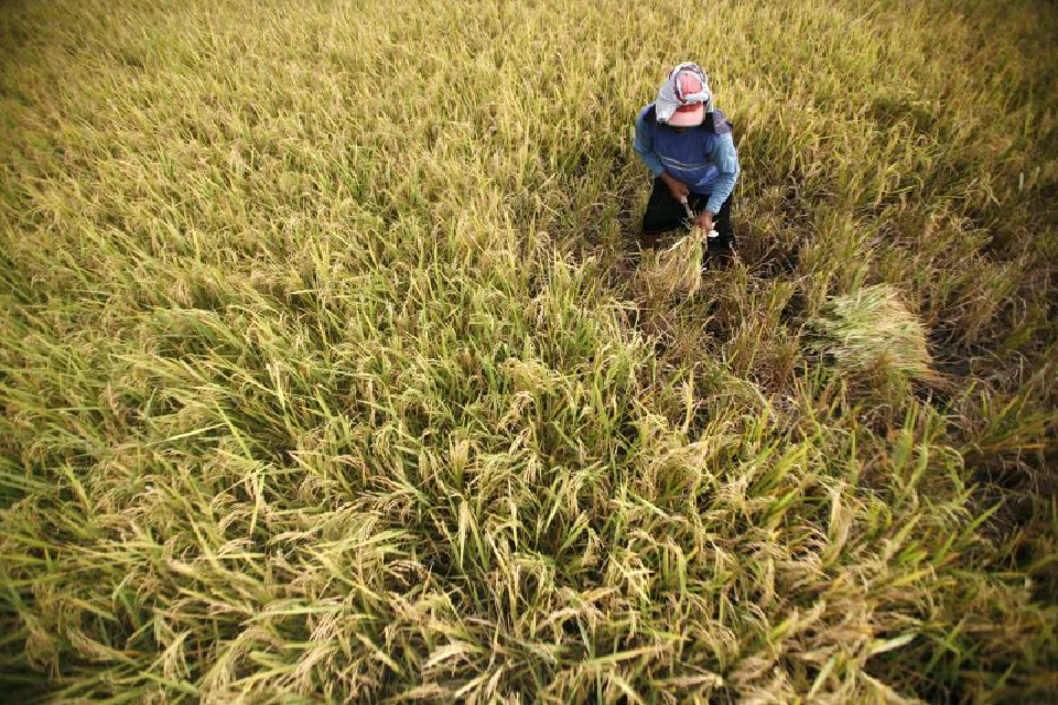 ชำแหละกฎหมายแบ่งปันผลประโยชน์ข้าว เอื้อใคร?