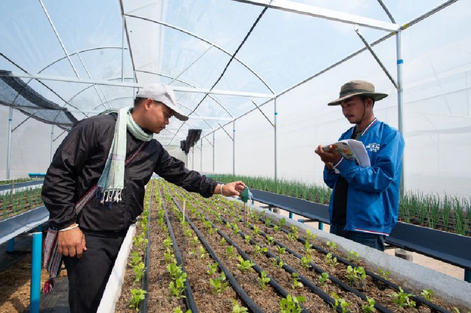 ปลูกพืชในโรงเรือน "สู้ภัยแล้ง" ใช้น้ำน้อย แต่กำไรมาก