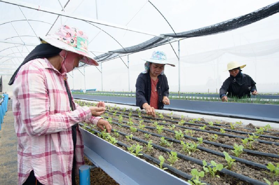 ปลูกพืชในโรงเรือน "สู้ภัยแล้ง" ใช้น้ำน้อย แต่กำไรมาก